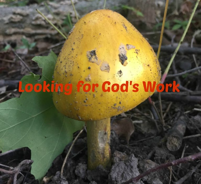 Looking for God’s Work